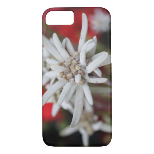Edelweiss Leontopodium nivale iPhone 8/7 Hülle