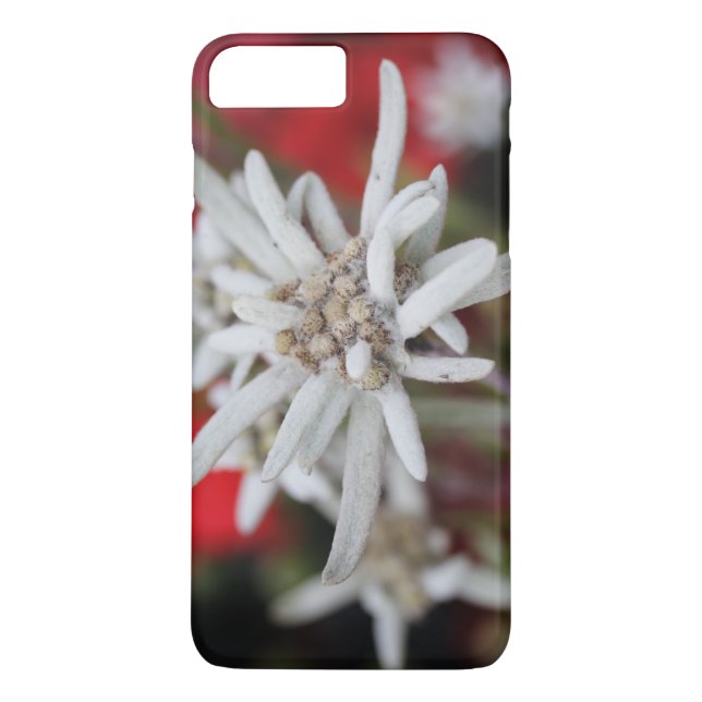 Edelweiss Leontopodium nivale Case-Mate iPhone Hülle (Rückseite)
