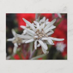 Edelweiss Leontopodium nivale Postkarte