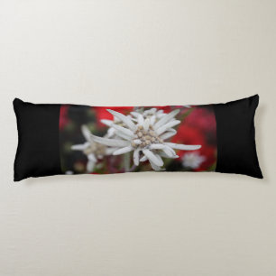 Edelweiss Leontopodium nivale Seitenschläferkissen