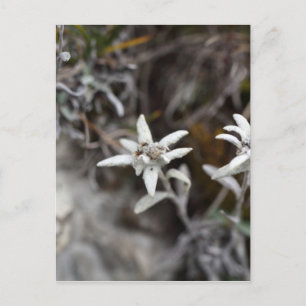 Edelweiss Postkarte