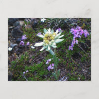Edelweiss Postkarte