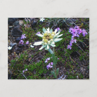 Edelweiss Postkarte