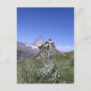 Edelweiss und Matterhorn Postkarte