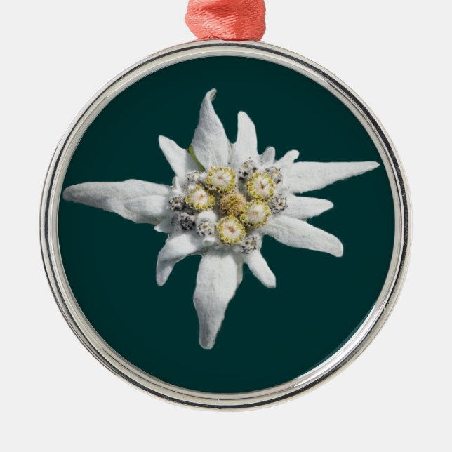 Edelweiss Verzierung Silbernes Ornament (Vorne)