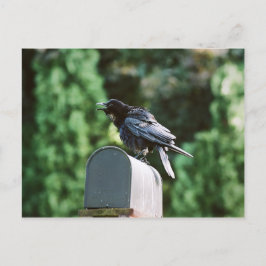 Edgar Allan Crow, Postkarte
