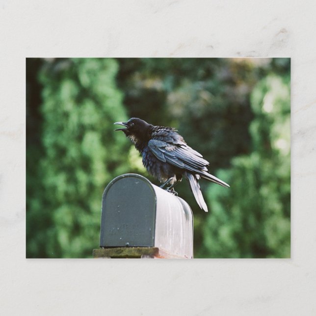 Edgar Allan Crow, Postkarte (Vorderseite)