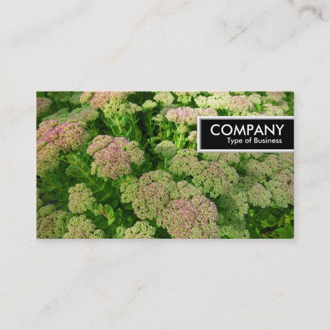 Edge Tag - Sedum "Herbstfreude" (Vorderseite)
