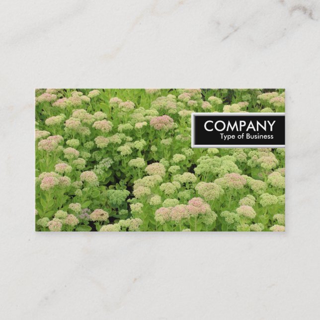 Edge Tag - Sedum (Herbstfreude) (Vorderseite)