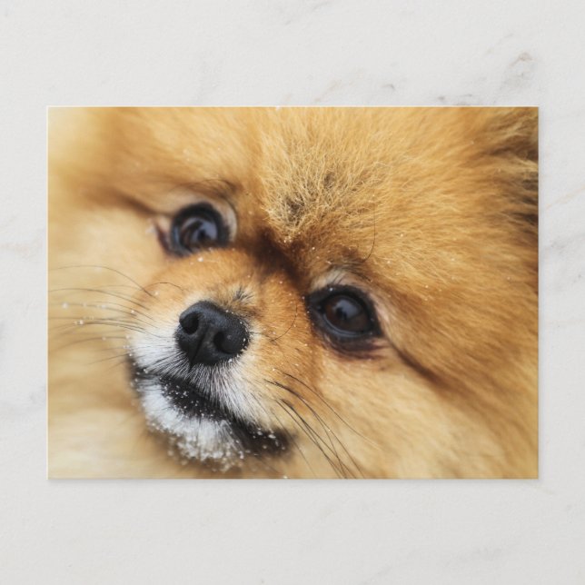 Edgrrr #1 postkarte (Vorderseite)