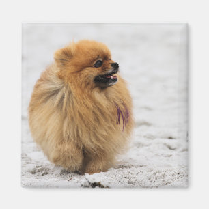 Edgrrr #3 - Spitz Magnet