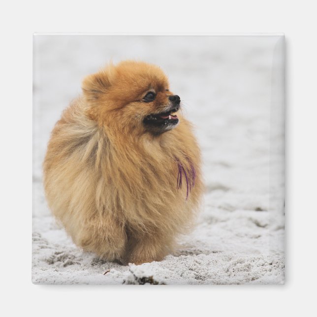 Edgrrr #3 - Spitz Magnet (Vorne)