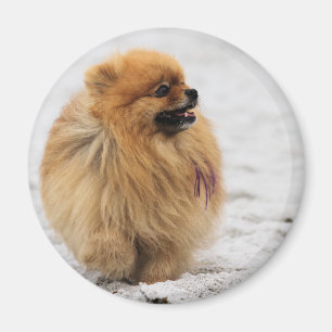 Edgrrrr #3 - Spitz Magnet