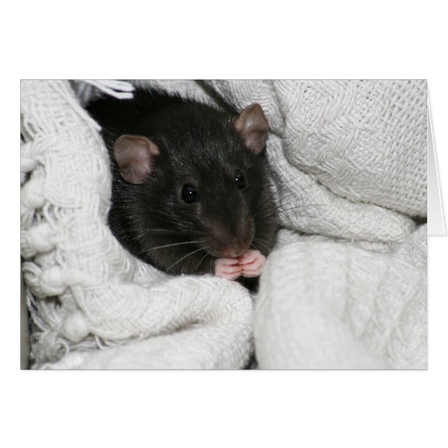 Edgworth The Rat (Vorderseite (Horizontal))