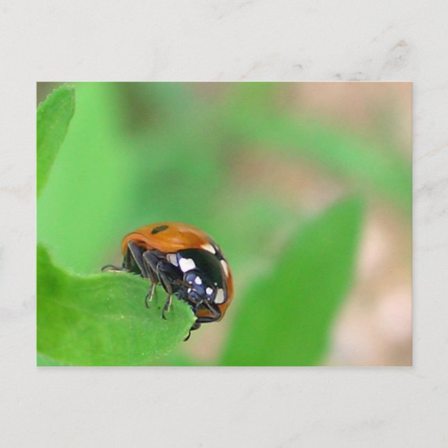 Edgy - Ladybug am Blattrand Postkarte (Vorderseite)