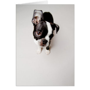 Edison Boston Terrier Welpe.