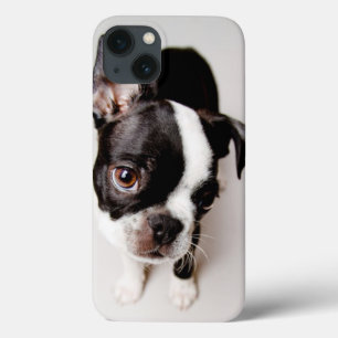 Edison Boston Terrier Welpe. iPhone 13 Hülle
