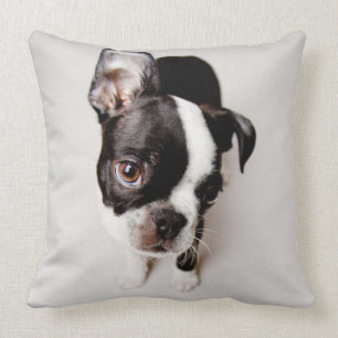 Edison Boston Terrier Welpe. Kissen