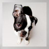 Edison Boston Terrier Welpe.