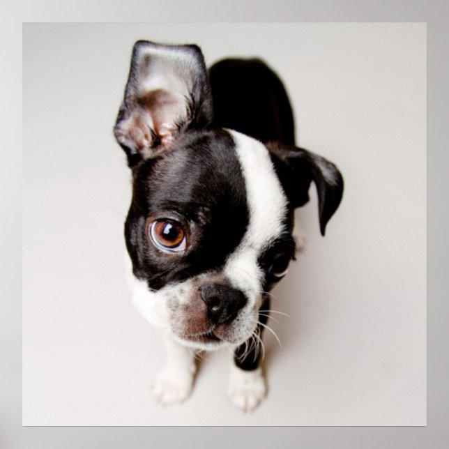 Edison Boston Terrier Welpe. Poster (Vorne)