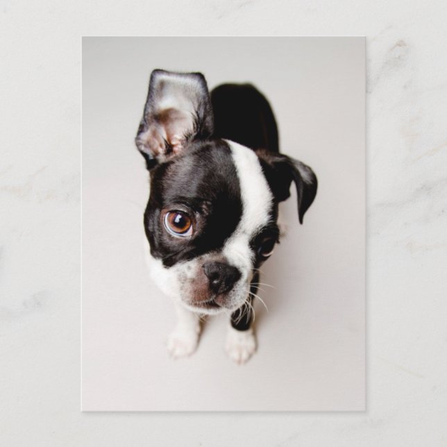 Edison Boston Terrier Welpe. Postkarte (Vorderseite)