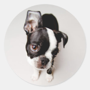 Edison Boston Terrier Welpe. Runder Aufkleber
