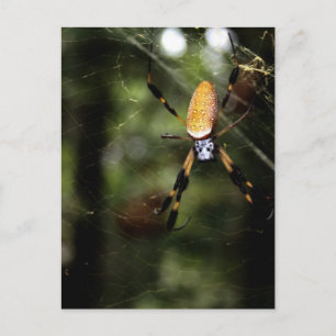 Edisto Golden Silk Spider 3519 Postkarte