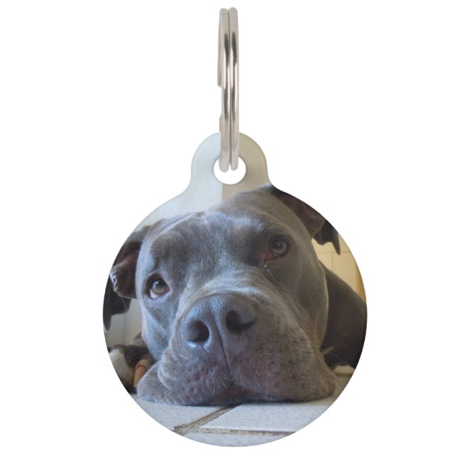 Editable Hund Browns Pitbull Haustiermarke (Vorderseite)