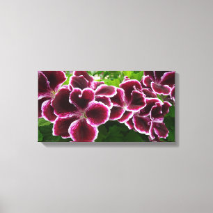 Edle Malvenfarbene Blumen der Pelargonien Leinwanddruck