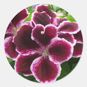 Edle Malvenfarbene Blumen der Pelargonien Runder Aufkleber