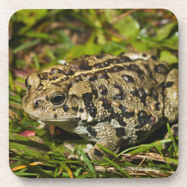 Edmonton, Alberta, Kanada 2 Untersetzer (Vorderseite)