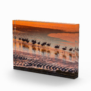 Eduardo-Abaroa-Anden-Fauna-Nationalreservat Fotoblock
