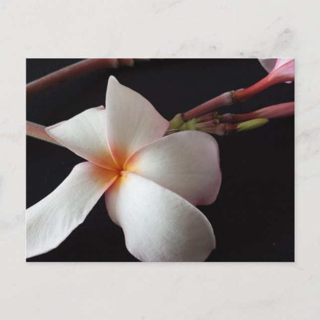 Educatedbrainfart Plumeria Postkarte (Vorderseite)