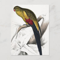 Edward Lear Bird Blacktails Parakeet