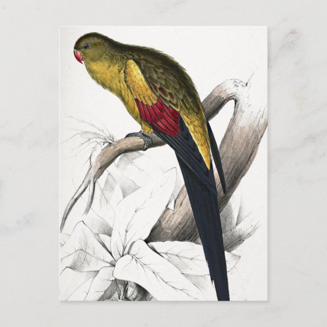 Edward Lear Bird Blacktails Parakeet Postkarte (Vorderseite)