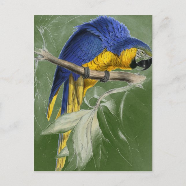 Edward Lear Bird Collection Blue and Yellow Macaw Postkarte (Vorderseite)