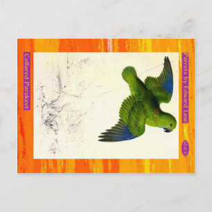 Edward Lear. Collared Parakeet. Postkarte