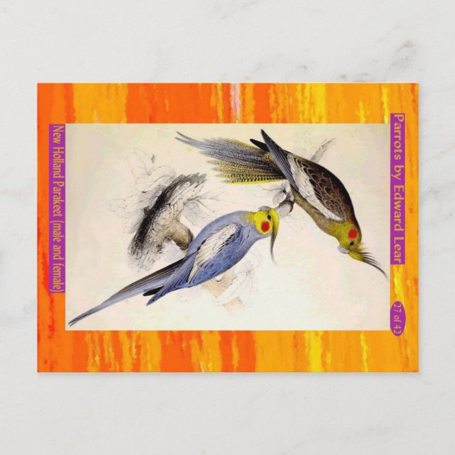 Edward Lear. New Holland Parakeet. Männlich und we Postkarte (Vorderseite)