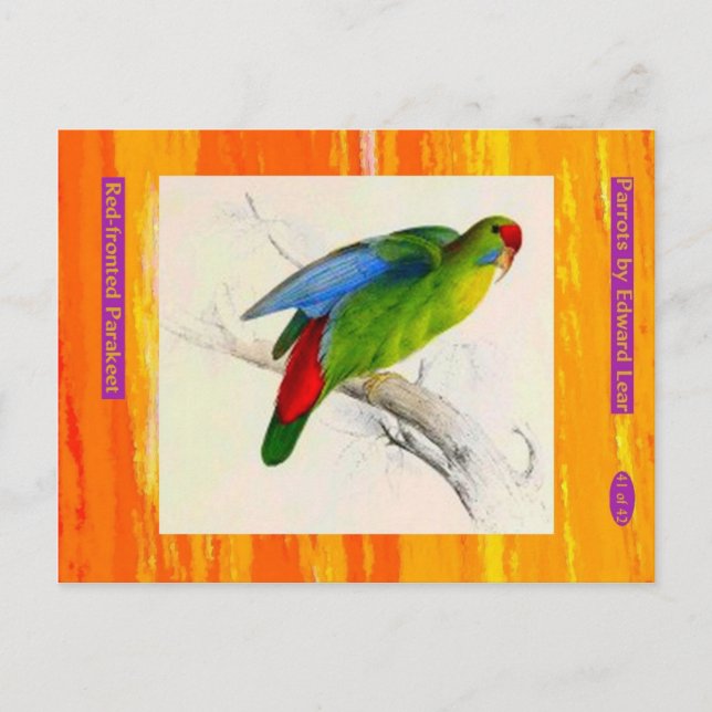 Edward Lear. Paraket mit roter Front. Postkarte (Vorderseite)