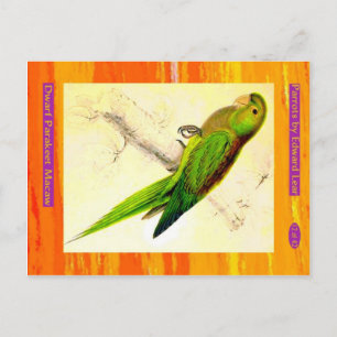 Edward Lear. Zwerg Parakeet Macaw. Postkarte