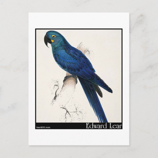 Edward Lears Hyacinth Macaw Postkarte (Vorderseite)