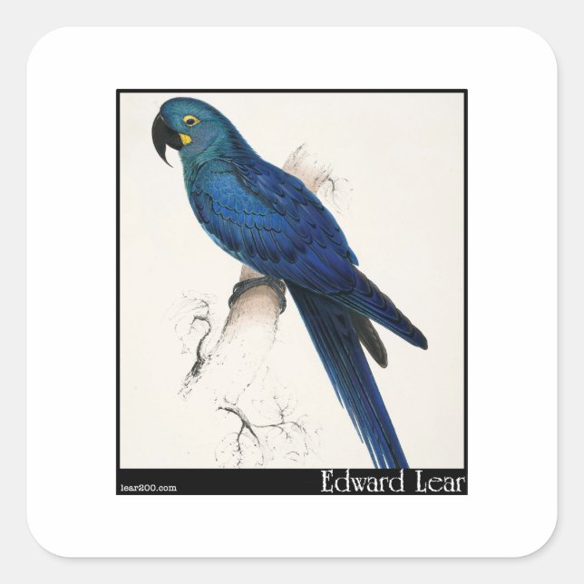 Edward Lears Hyacinth Macaw Quadratischer Aufkleber (Vorderseite)