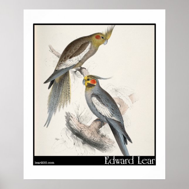 Edward Lears neuer Holland Parakeet Poster (Vorne)
