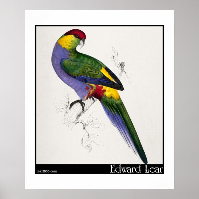 Edward Lears rot gekappte Parakeet-Männchen Poster (Vorne)