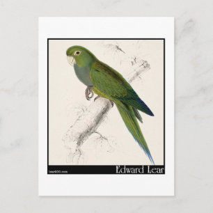 Edward Lears Zwerg Parakeet-Macaw Postkarte