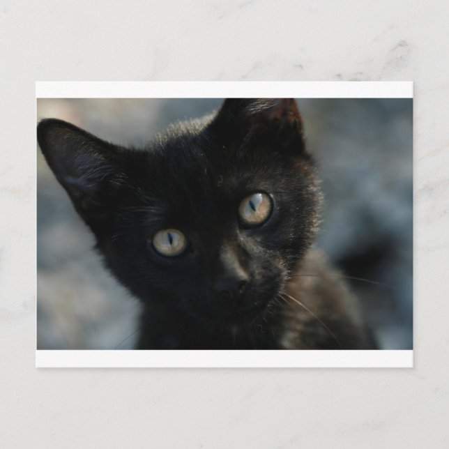 EEK Black Cat Beängstigend Postkarte (Vorderseite)