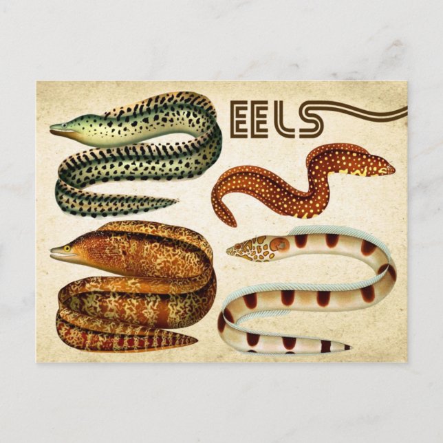 EELS POSTKARTE (Vorderseite)
