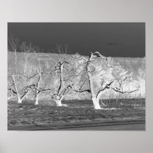 Eerie Apfelbäume Die Natur drucken Poster