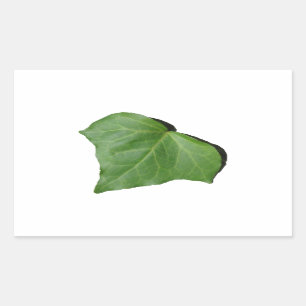Efeu-Blatt Rechteckiger Aufkleber