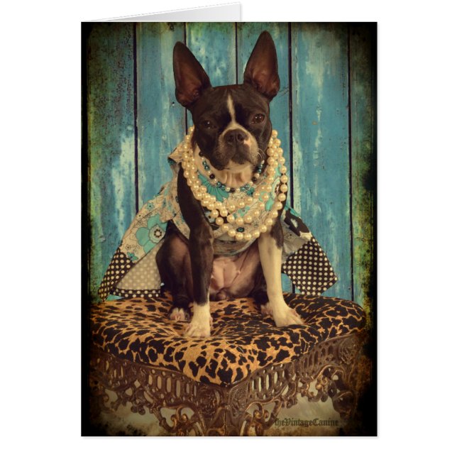 Efeu das Boston Terrier (Vorne)